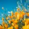 Soft wildflowers, popular flowers chosen for floral tattoos