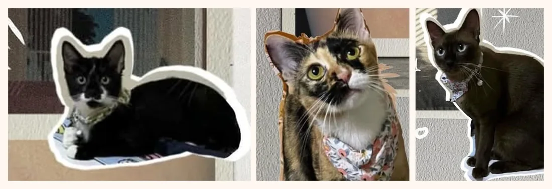 The real three cats: a tuxedo cat, a calico in a floral bandana, and a dark brown cat