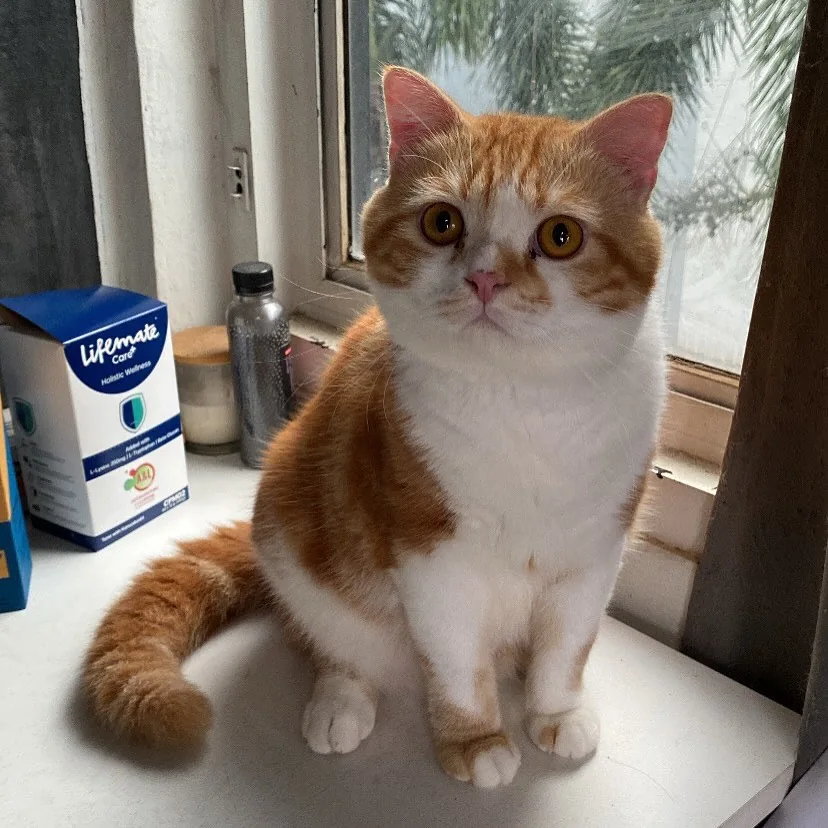 The client's real orange and white cat sitting wide-eyed by a window