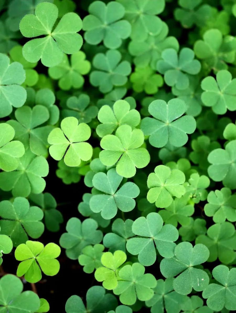 A real field of green clovers photographed from above