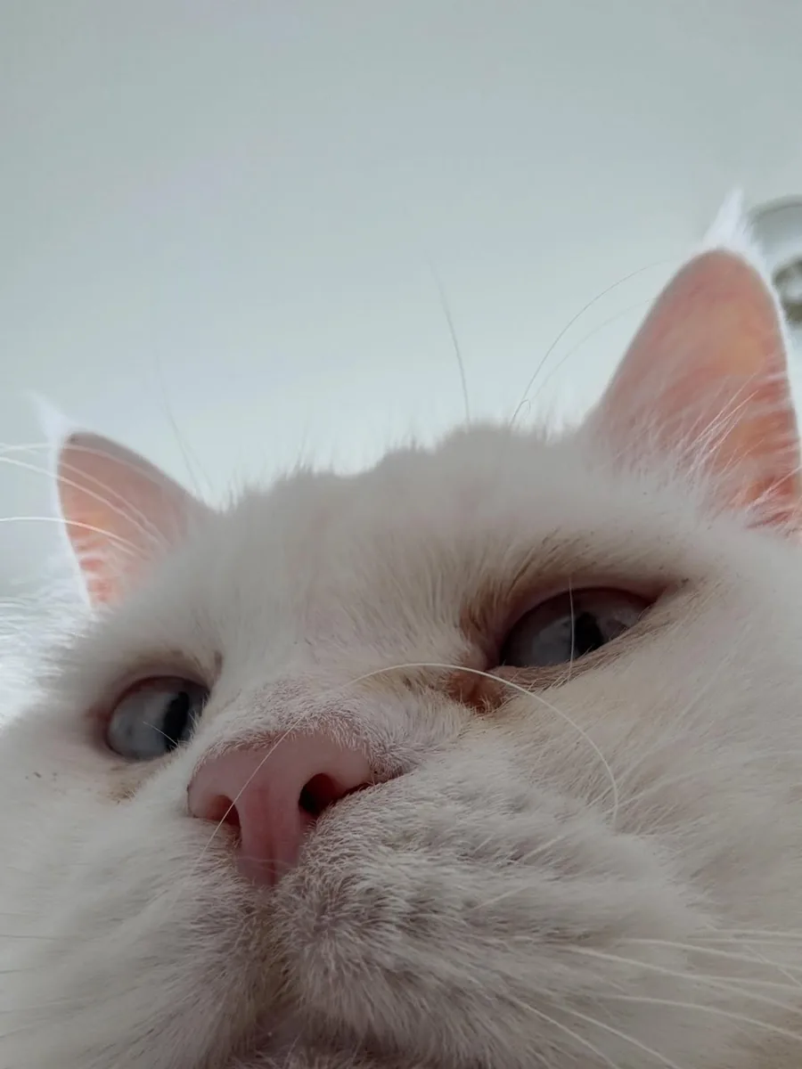 A white blue-eyed cat photographed from below, looking suspiciously like the line drawing