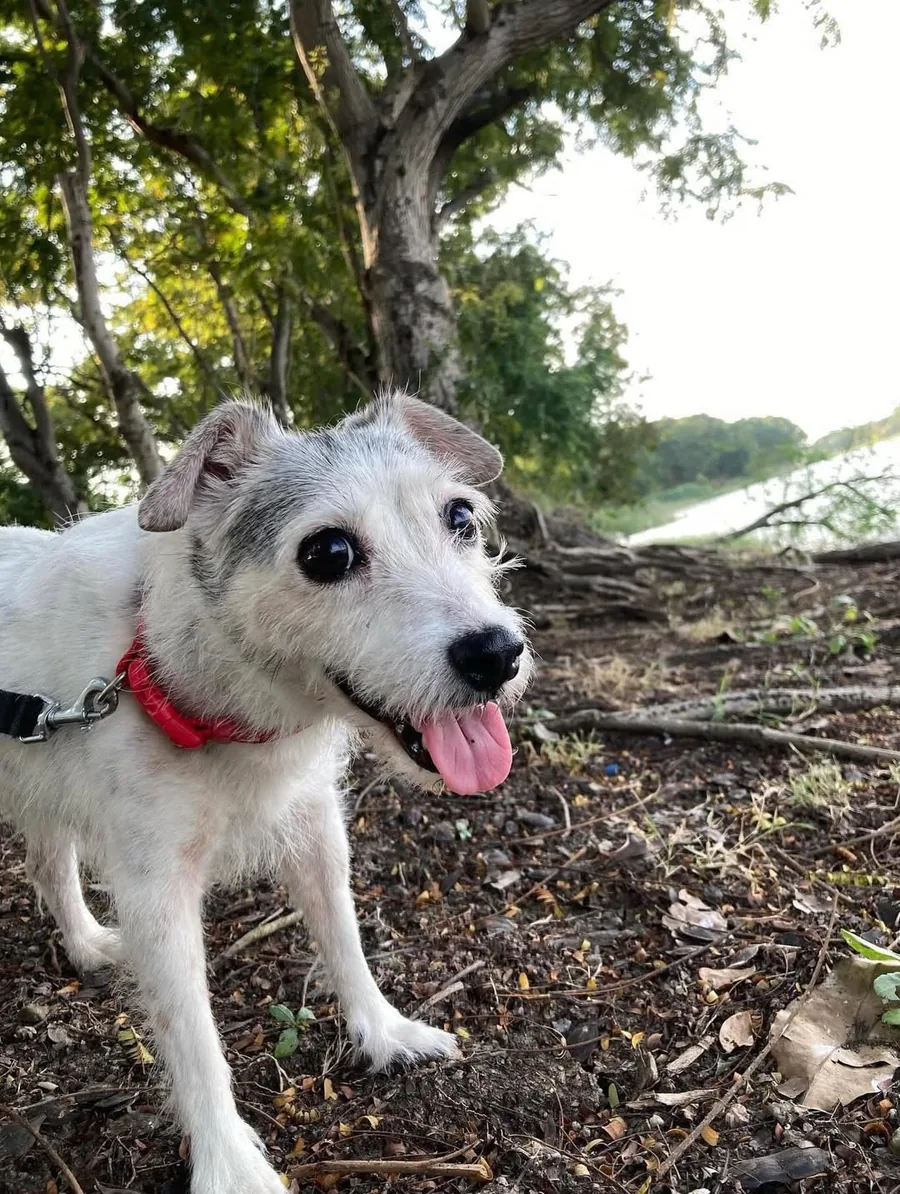 A scruffy white dog with a red collar smiling outdoors, one of the dogs behind the design