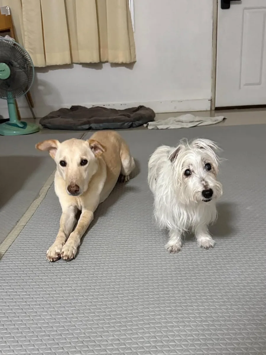 Two dogs relaxing at home, the other two models for the design