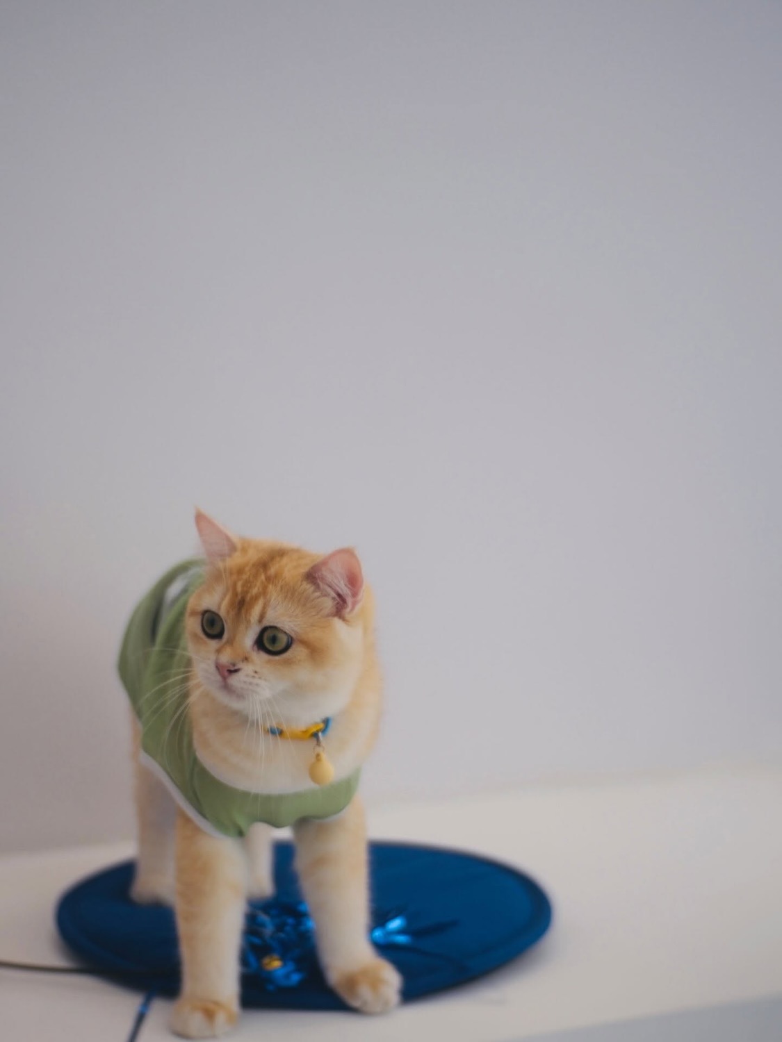 Portcha 말차 카페의 건물 고양이