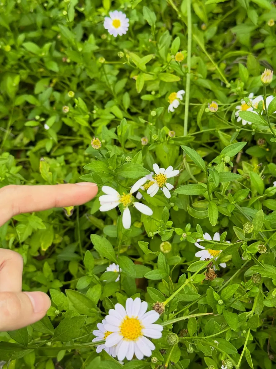 A hand pointing at a small white wildflower in a green bush, the real reference for this piece